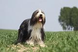 BEARDED COLLIE 239